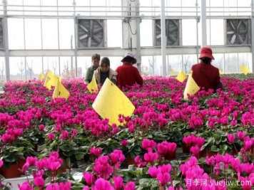 扬州高邮：每天发货30万株，花工厂绽放乡村振兴致富花