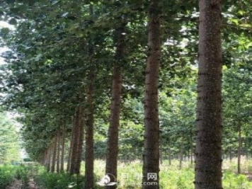 河南周口：培育出不飞絮的杨树新品种