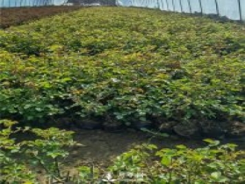 各类盆栽月季上市，南阳杯苗基地全国批发中