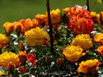 安阳市滑县森林公园月季花开放，赏花打卡正当时