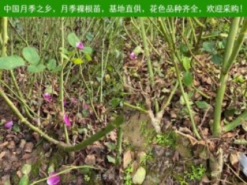 上海龙凤419：月季裸根苗的选购、栽植、肥水、养护技术大全