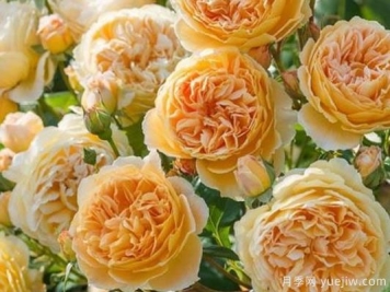 大花香水月季的养护方法，分享10种花香飘满屋
