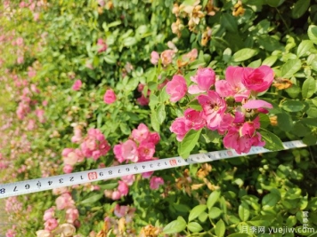 安吉拉月季盆栽苗，60厘米高基地发货