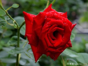 2023年情人节十大玫瑰品种销量榜，卡罗拉位居首位