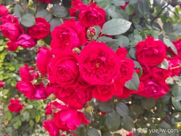 6款红色系的藤本月季品种，适合打造网红花墙