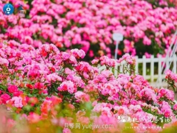 2024年第二届杭州市月季花展举办，赏500万株月季