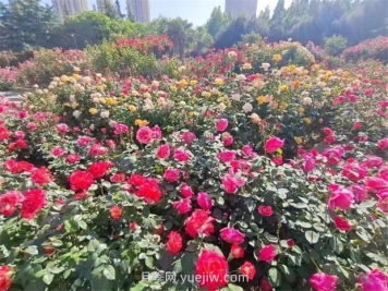 郑州月季公园40万株月季竞相绽放，感受花漾生活