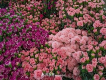 中国6大花市，全国花卉批发市场介绍