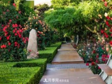 秦皇岛适合养月季花，市花和市树是什么